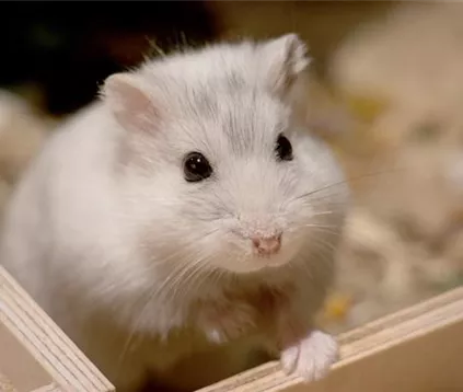 Hamster.jpg