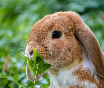 Kaninchen.jpg
