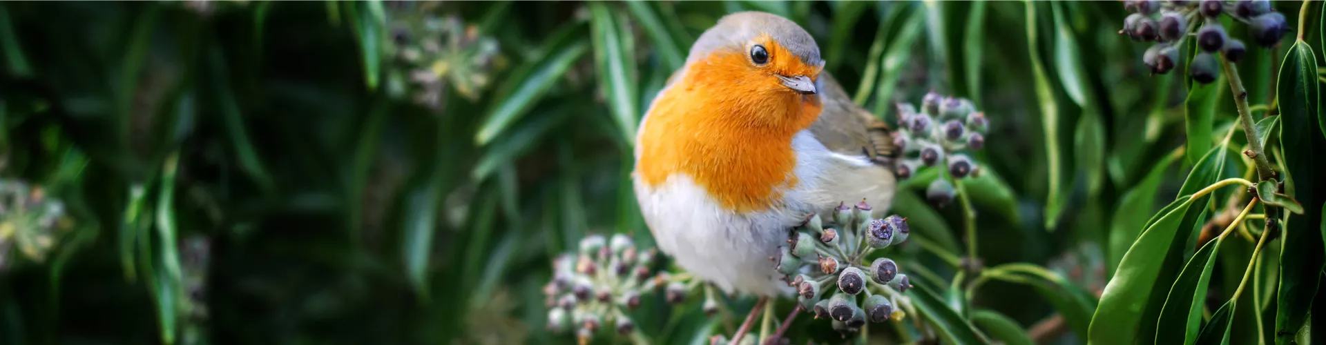 Wildtiere im Garten Grün erleben Klukkert