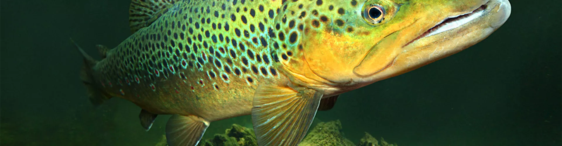 Ratgeber Teich Grün erleben Klukkert