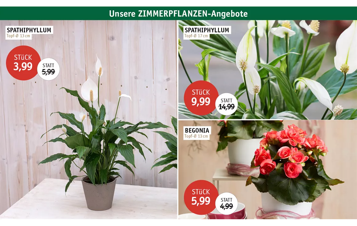 Aktion_Angebote_Feb26_ZIMMERPFLANZEN_0726_2.jpg