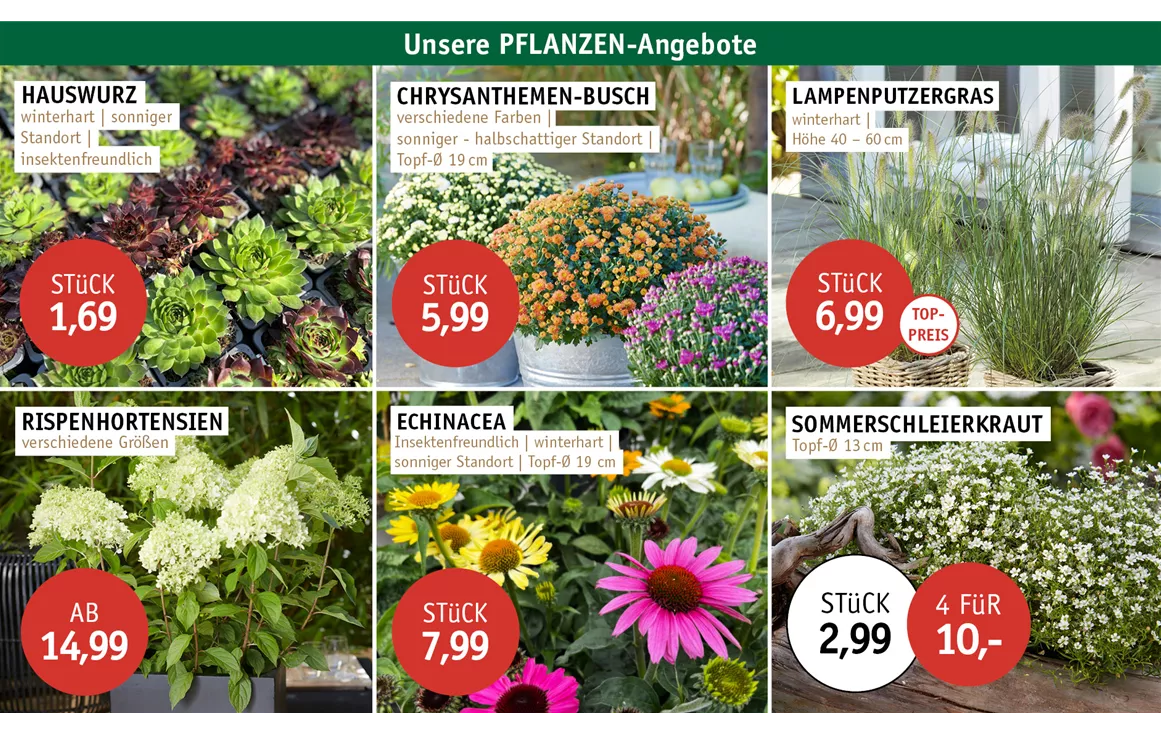 Aktion_Angebote_ANGEBOTE_0826.jpg