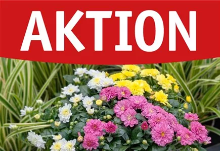 Hier geht es zu unseren Angeboten