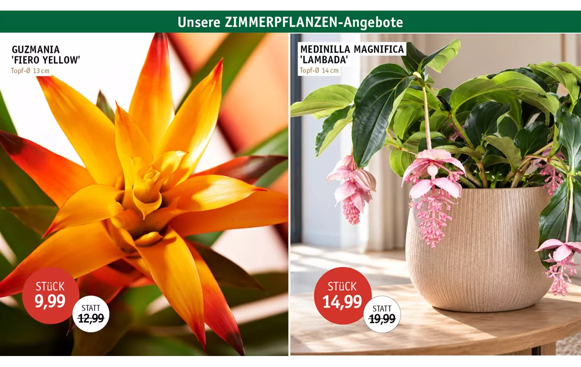 Aktion_Angebote_Feb26_ZIMMERPFLANZEN_0926_3.jpg