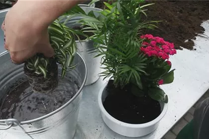 Schale - Einpflanzen von Zimmerpflanzen