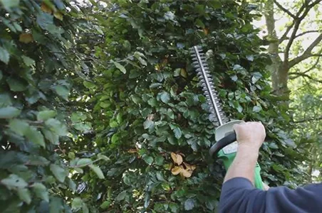 Sichtschutz - Zurückschneiden im Herbst