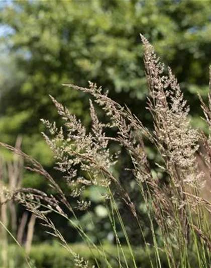 WIE GRäSER DEN GARTEN AUFWERTEN!
