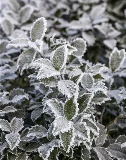 Pflanze des Monats Dezember: Stechpalme