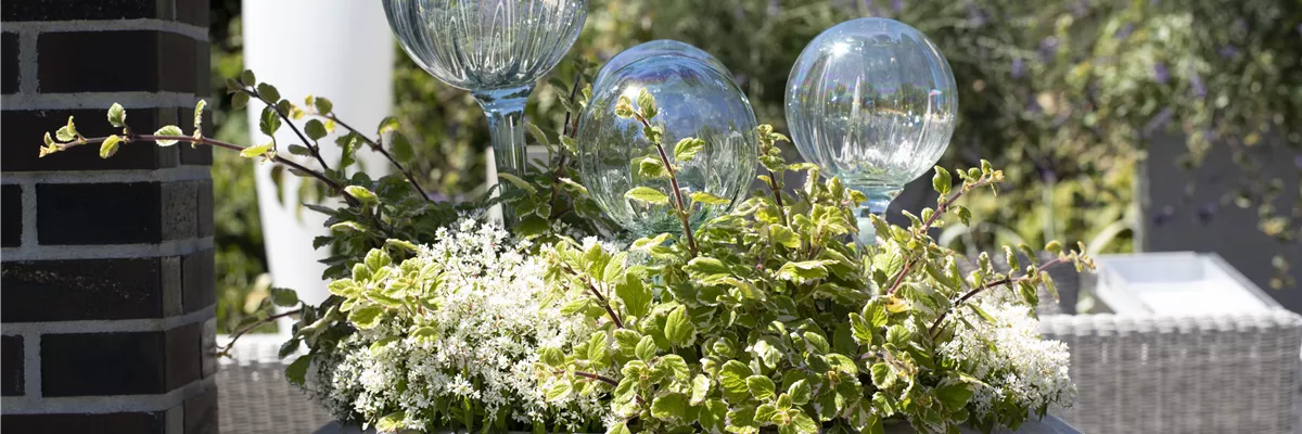 Bepflanzter Kübel mit Rosenkugeln
