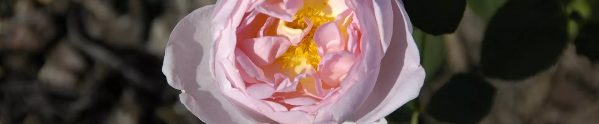 Strauchrose, rosa