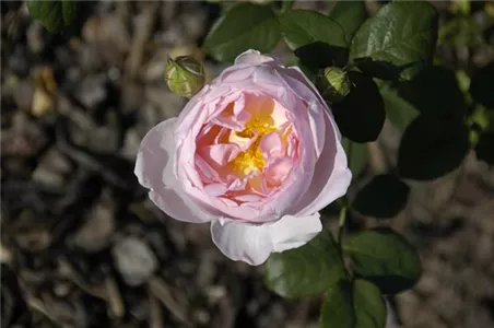 WIE GEHT... ROSEN üBERWINTERN?