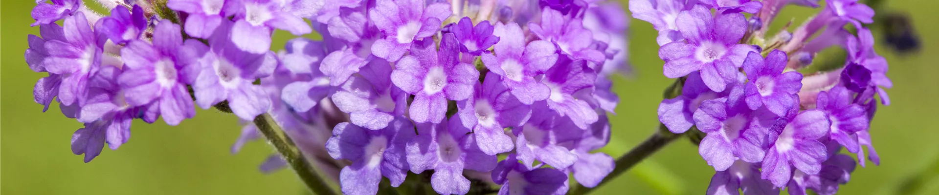 Verbena rigida, lila