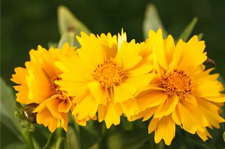 IM BAUERNGARTEN!