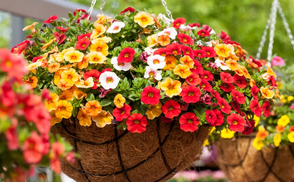 Beet & Balkon - DIE RICHTIGE PFLEGE