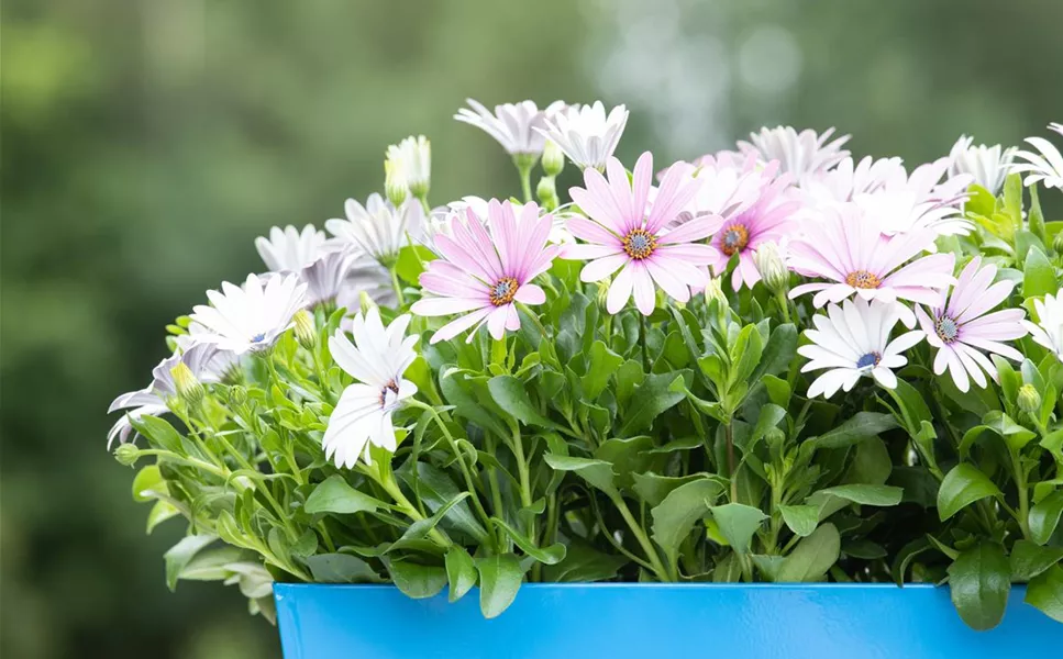Gestaltungsideen - FüR DEN BALKON
