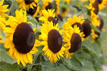 DIE TOP 8 DER HERBSTBLUMEN