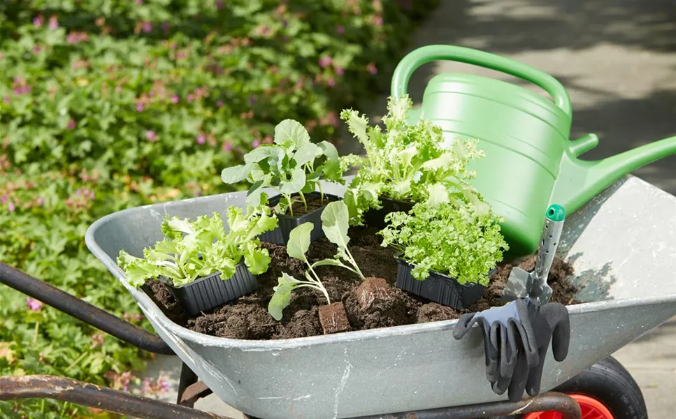 in Bio-Qualität - Gemüsepflanzen