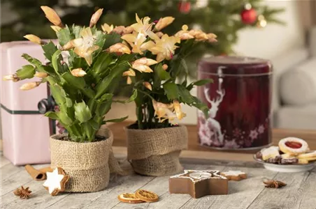 ZIMMERPFLANZEN FÜR DEIN ZUHAUSE