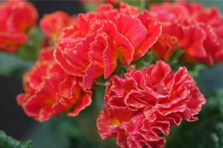 PRIMELN - EINPFLANZEN IM GARTEN