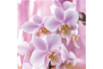 DIE TOP 8 DER WINTERBLUMEN