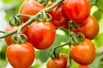 WIE GEHT... TOMATEN PFLEGEN?