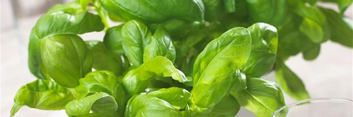 Basilikum - Aussäen von Samen