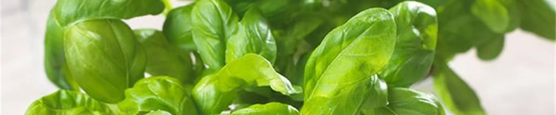 Basilikum - Aussäen von Samen