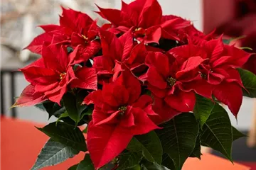 WIE GEHT... WEIHNACHTSSTERN PFLEGEN?