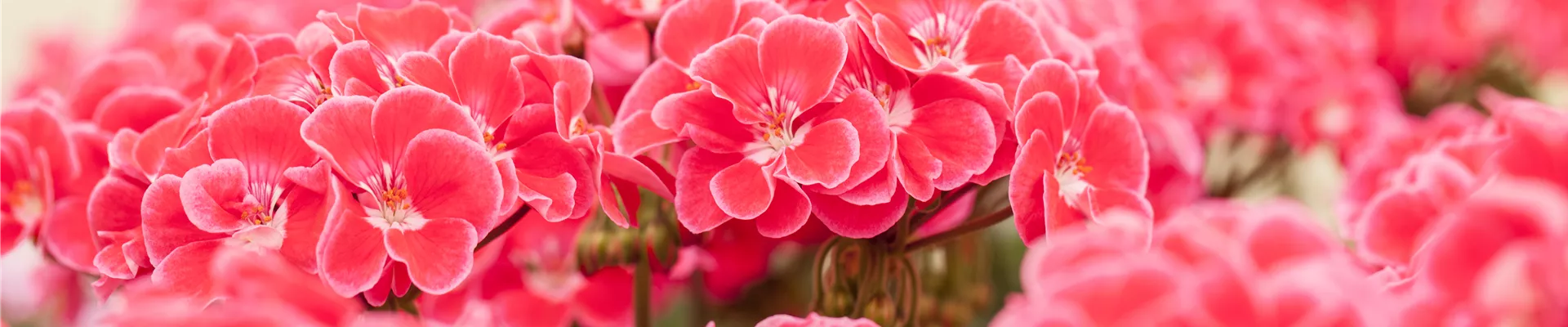 Pelargonium