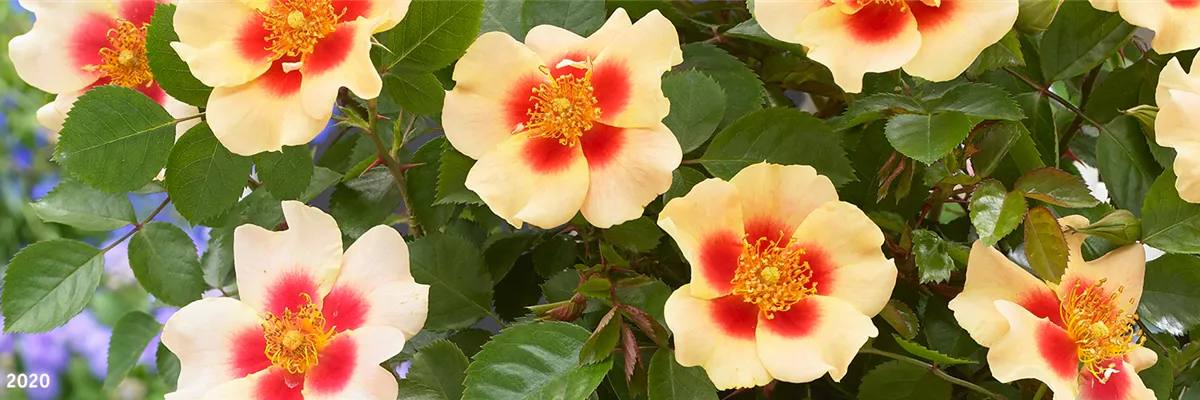 INSEKTENFREUNDLICHER ROSENGARTEN!