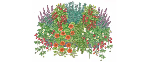 AROMATISCHE PFLANZIDEEN
