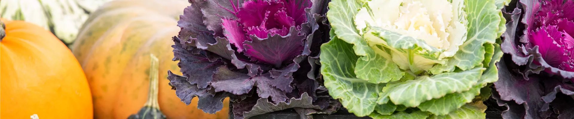 Kleiner Balkonkasten im Herbst - Ambiente