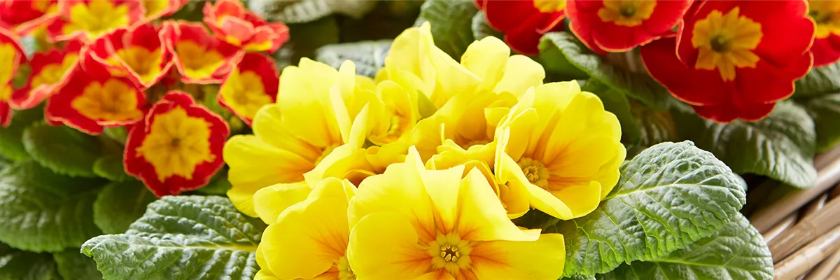 JECKE PFLANZEN UND DEKO