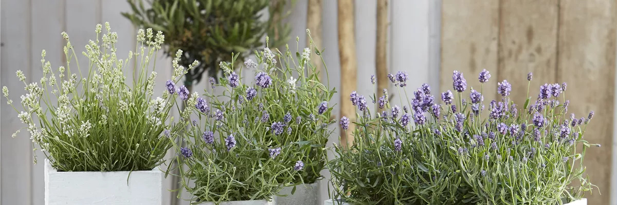 ICH FLIEG’ AUF DICH! 