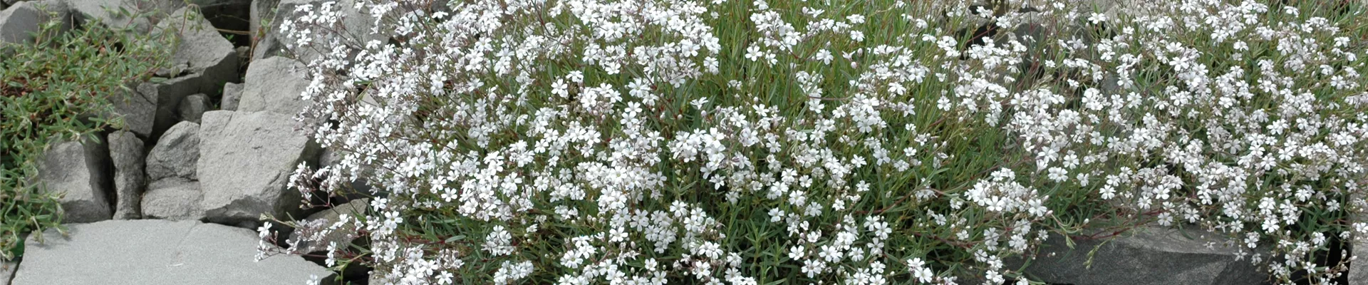 Gypsophila paniculata