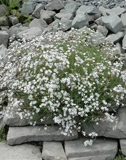 SCHLEIERKRAUT