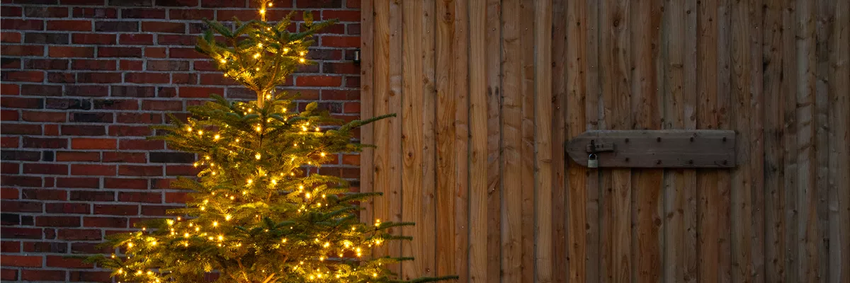 Lichter im Garten - beleuchtete Tanne