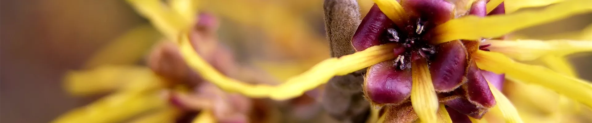 Pflanze des Monats November: Zaubernuss