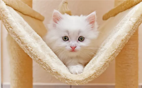 Katze