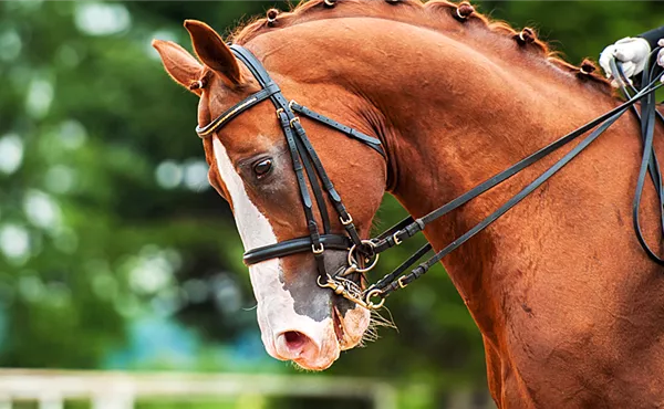 Reitsport