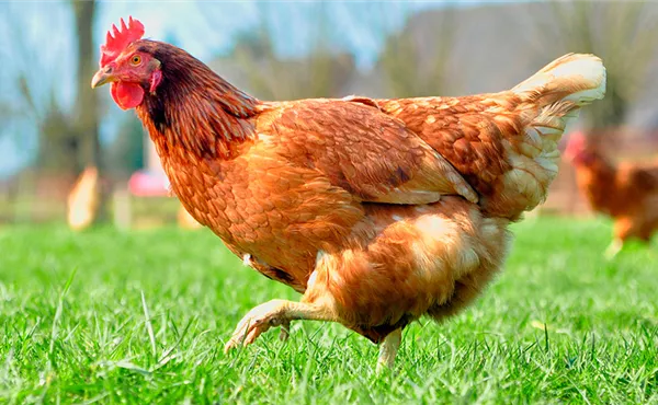 Huhn und Taube