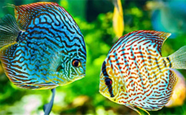 Aquaristik
