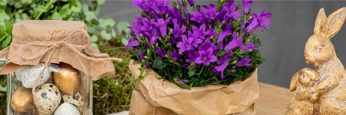 Ostern - Glockenblume im Ambiente