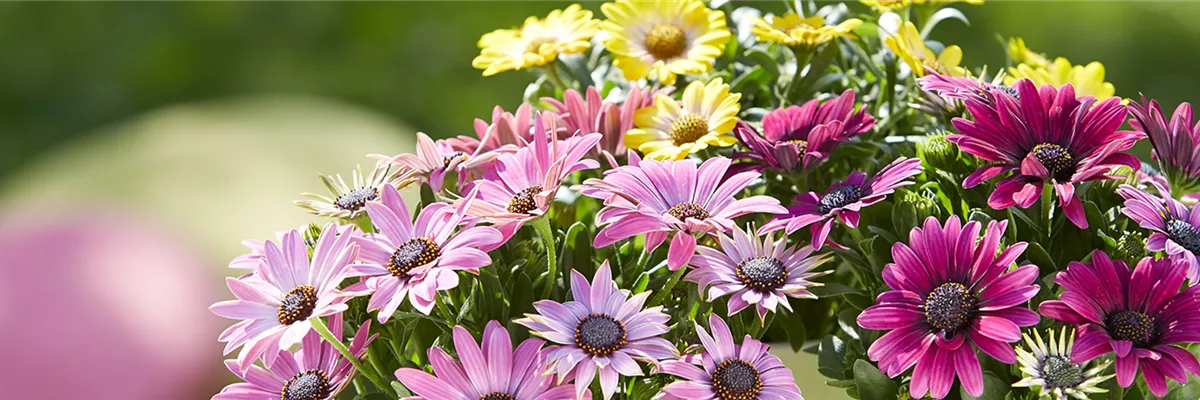 Header_beet-balkonpflanzen_1930x500_gruen_erleben-1920x500-proportionalsmallest
