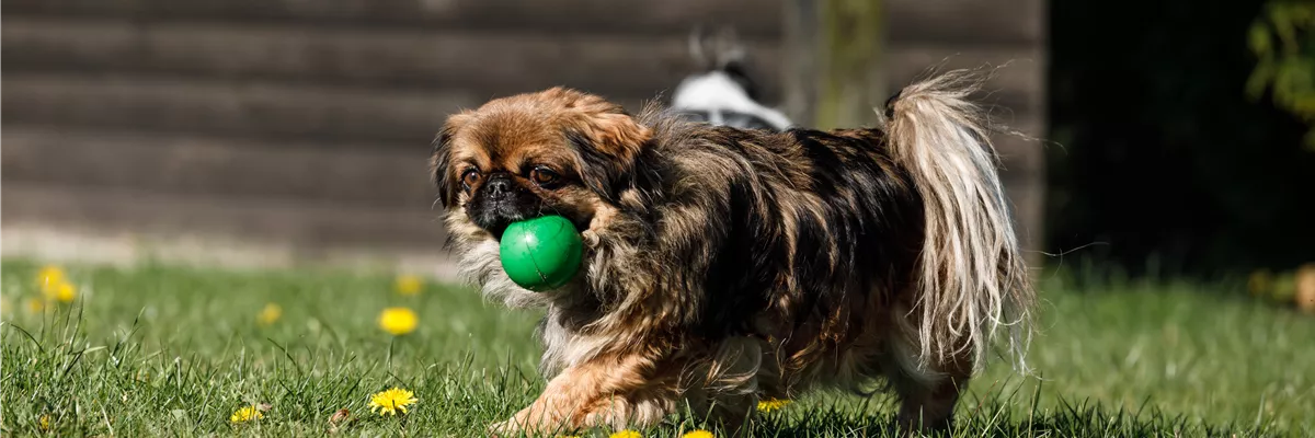 Pekinese spielt auf Rasen