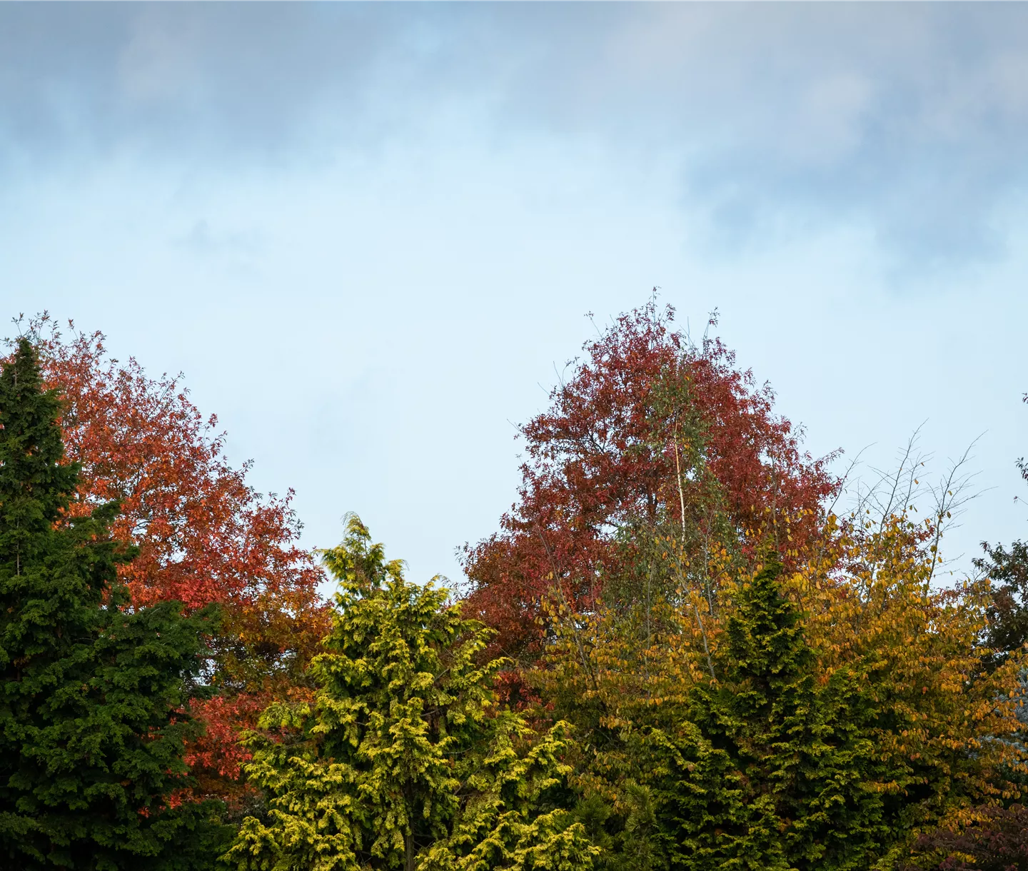 Herbstliche Baumkronen