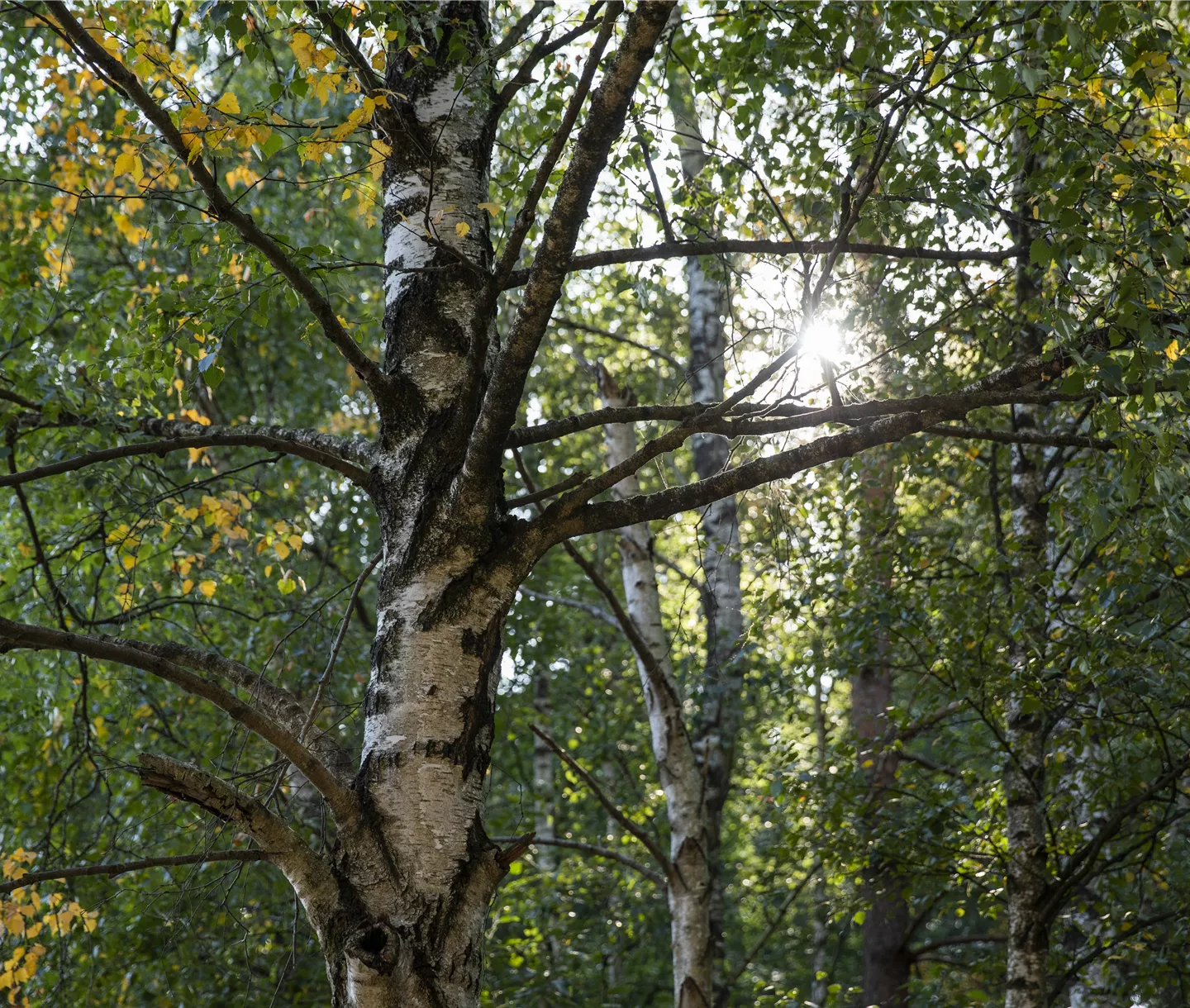 Bäume