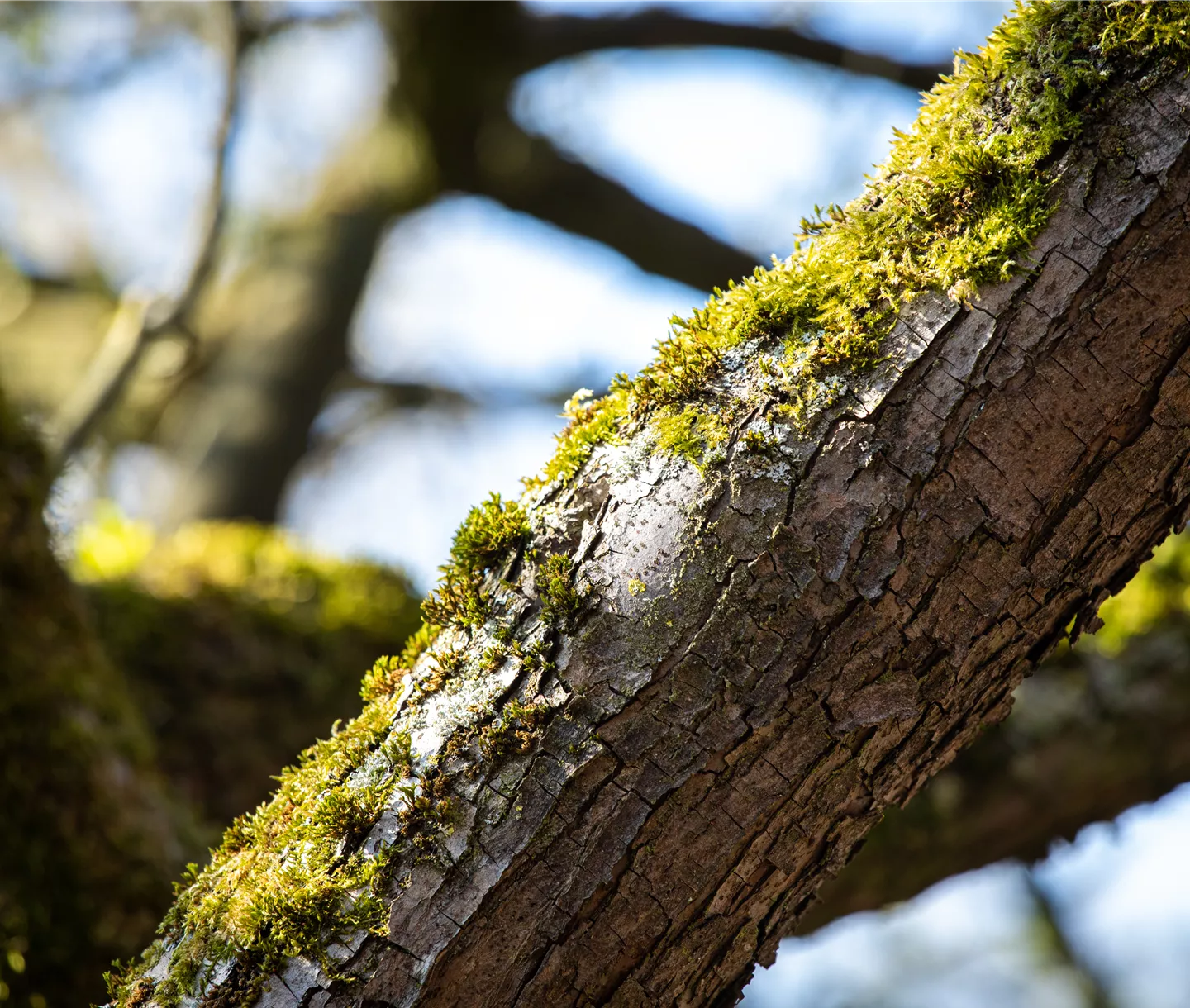 Bemooster Baum