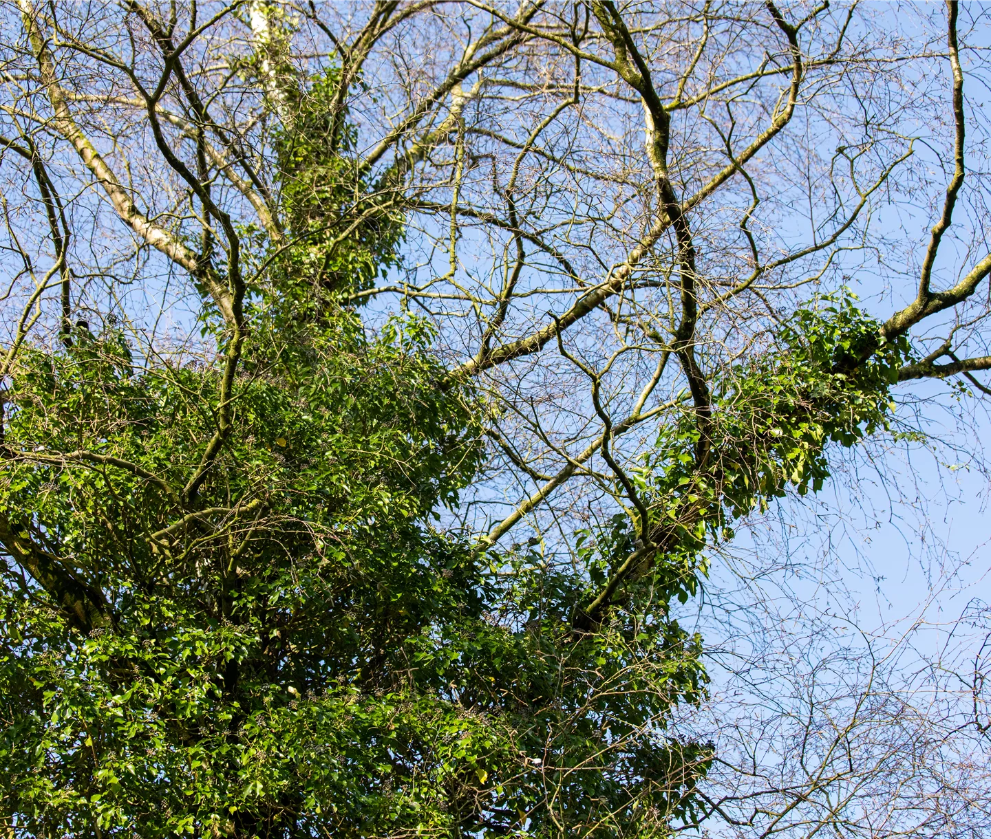Efeu wächst an Birke
