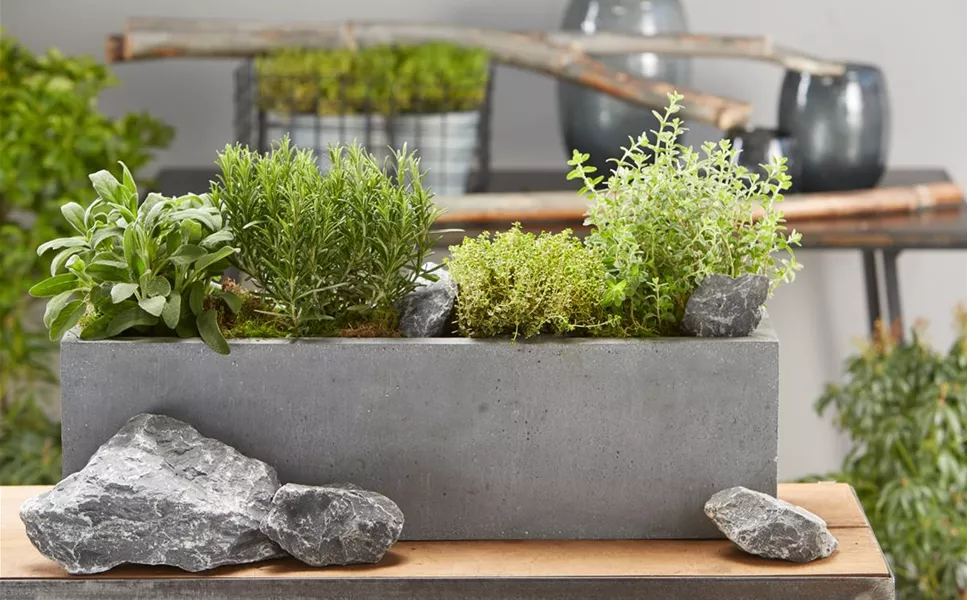 aus regionalem Anbau - Kräuter